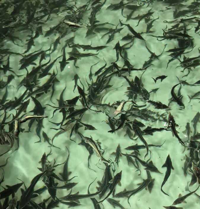 Мероприятия по возмещению ущерба водным биологическим ресурсам